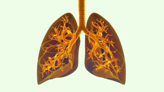 Anatomical illustration of human lungs showing bronchial tubes and airways in orange and brown tones.