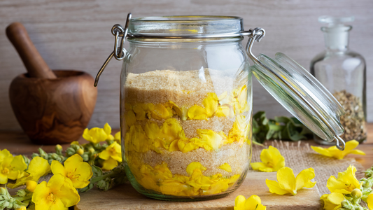Preparation of Mullein Syrup For Mullein Lung Cleanse