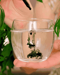 2. Place 2 full droppers in 8 oz of water or directly under your tongue for faster absorption.