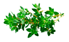 Thyme