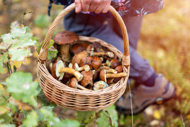 BetterMushrooms...the best type of shrooms.