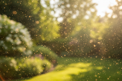Mullein for Allergies: Natural Allergy Relief Products for Families Compared