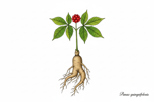 American Ginseng: A Powerful Herbal Ally for Respiratory Health