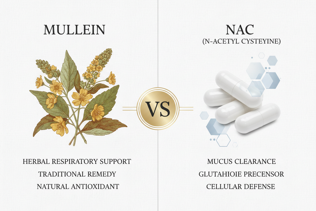 Mullein vs NAC: Which is Better for Lung Health?