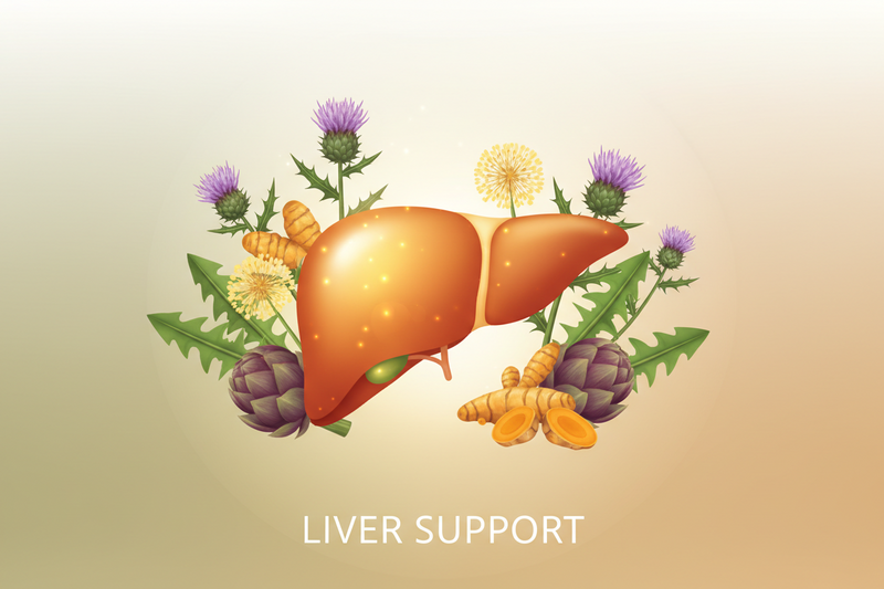 How to Support Your Liver While on GLP-1 Weight Loss Medications