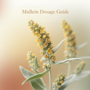 Mullein Dosage Guide: How Much to Take for Respiratory Wellness ...
