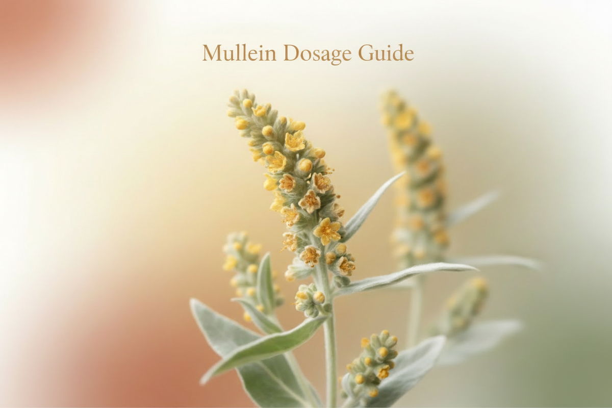 Mullein Dosage Guide: How Much to Take for Respiratory Wellness