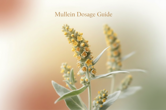 Mullein Dosage Guide: How Much to Take for Respiratory Wellness