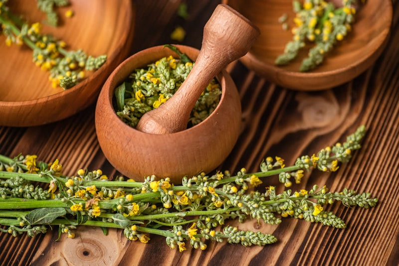 What Is the Mullein Plant?