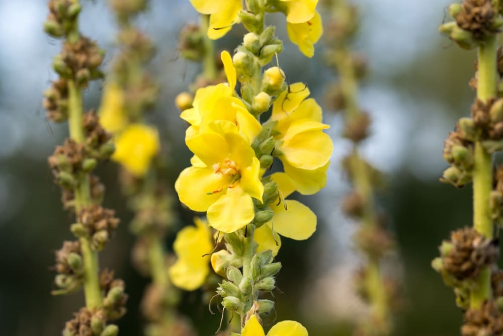 Is Mullein Safe for Daily Use? What You Need to Know