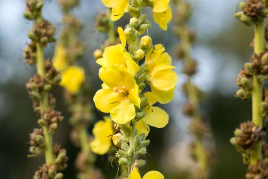 Is Mullein Safe for Daily Use? What You Need to Know