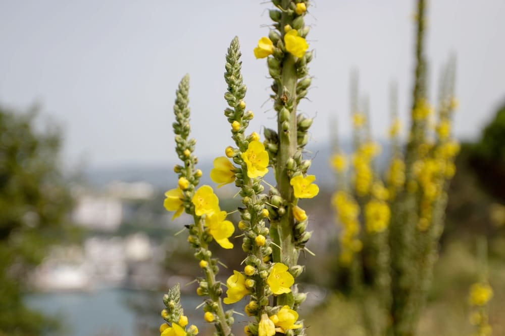 Mullein Gummies: The Modern Way to Support Your Lungs