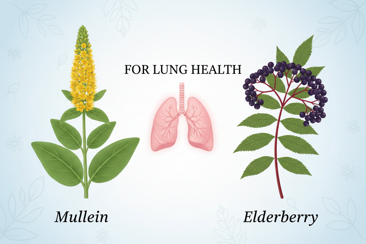Mullein vs Elderberry: Which is Better for Lung Health and Respiratory Support?