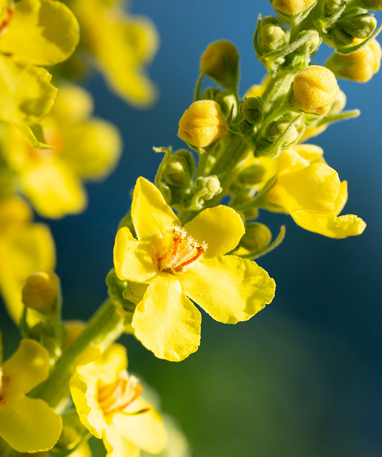 Can You Smoke Mullein? Benefits, Risks &Alternatives