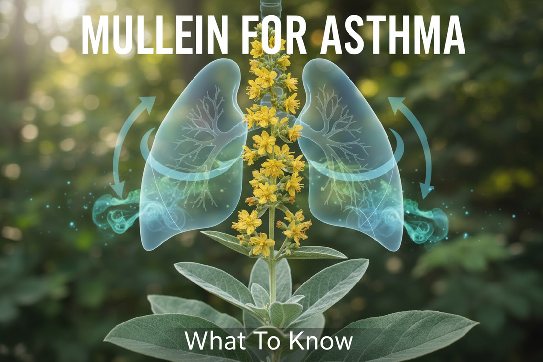 Can Mullein Help with Asthma? What Research Shows About This Traditional Herb
