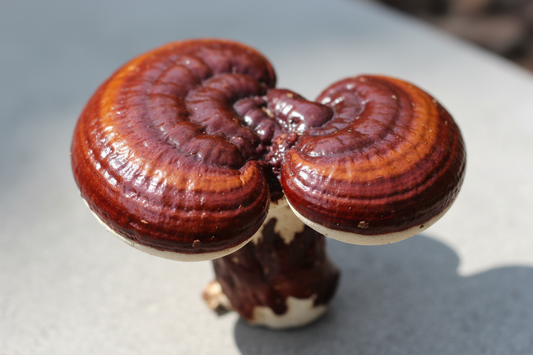 Reishi Mushroom for Lung Health: What Science Says About This Ancient Remedy