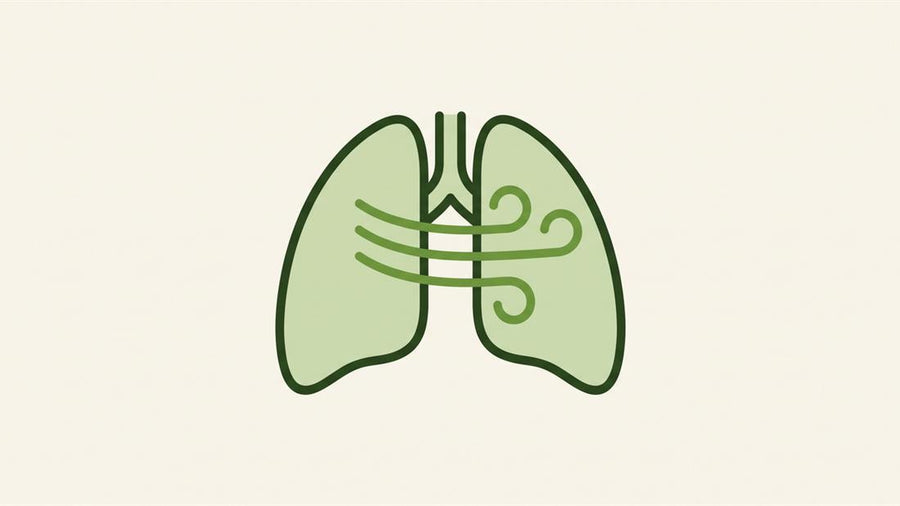 Your airways open up