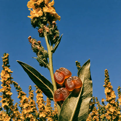 BetterLungs® Mullein Gummies