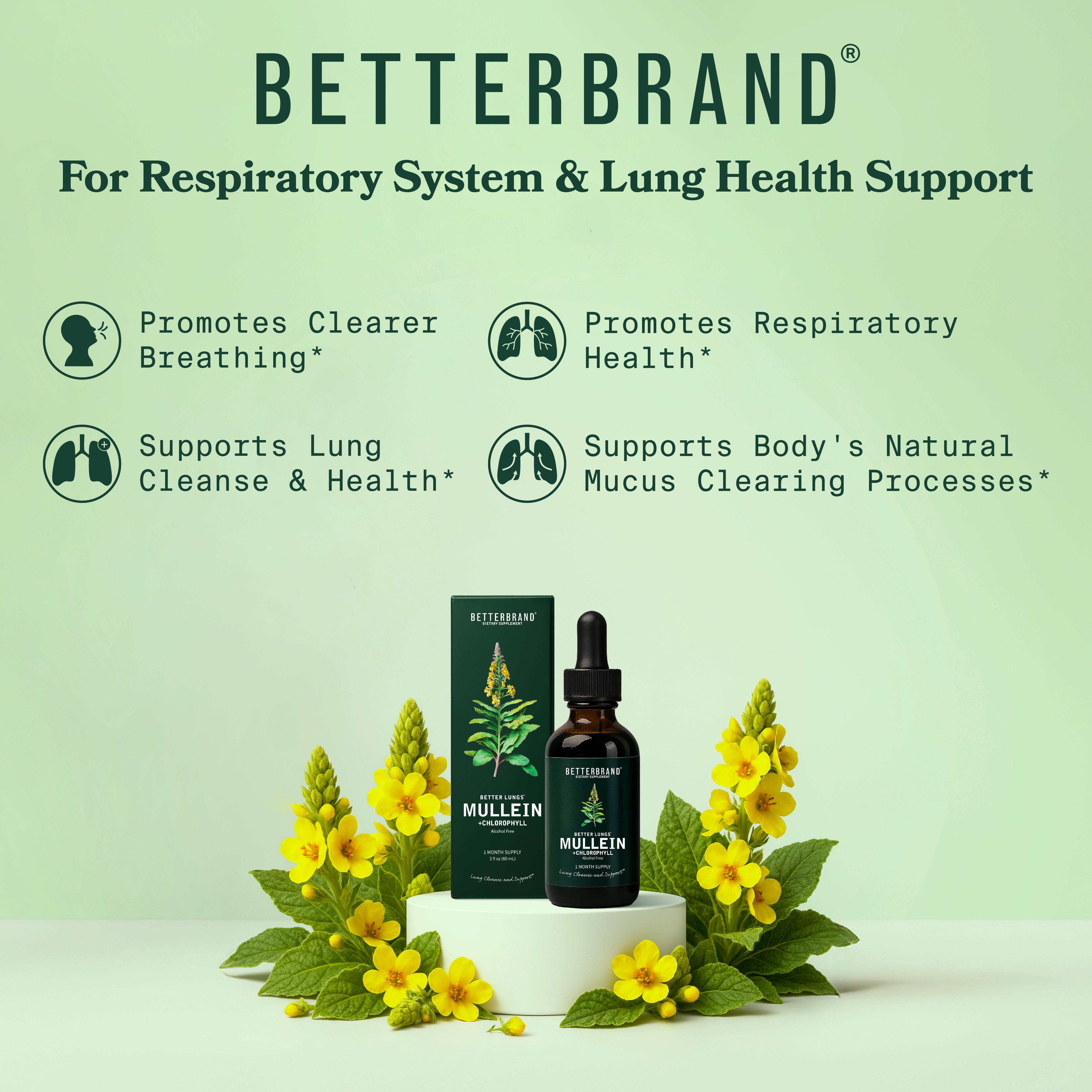 Mullein + Chlorophyll Tincture 3-Pack