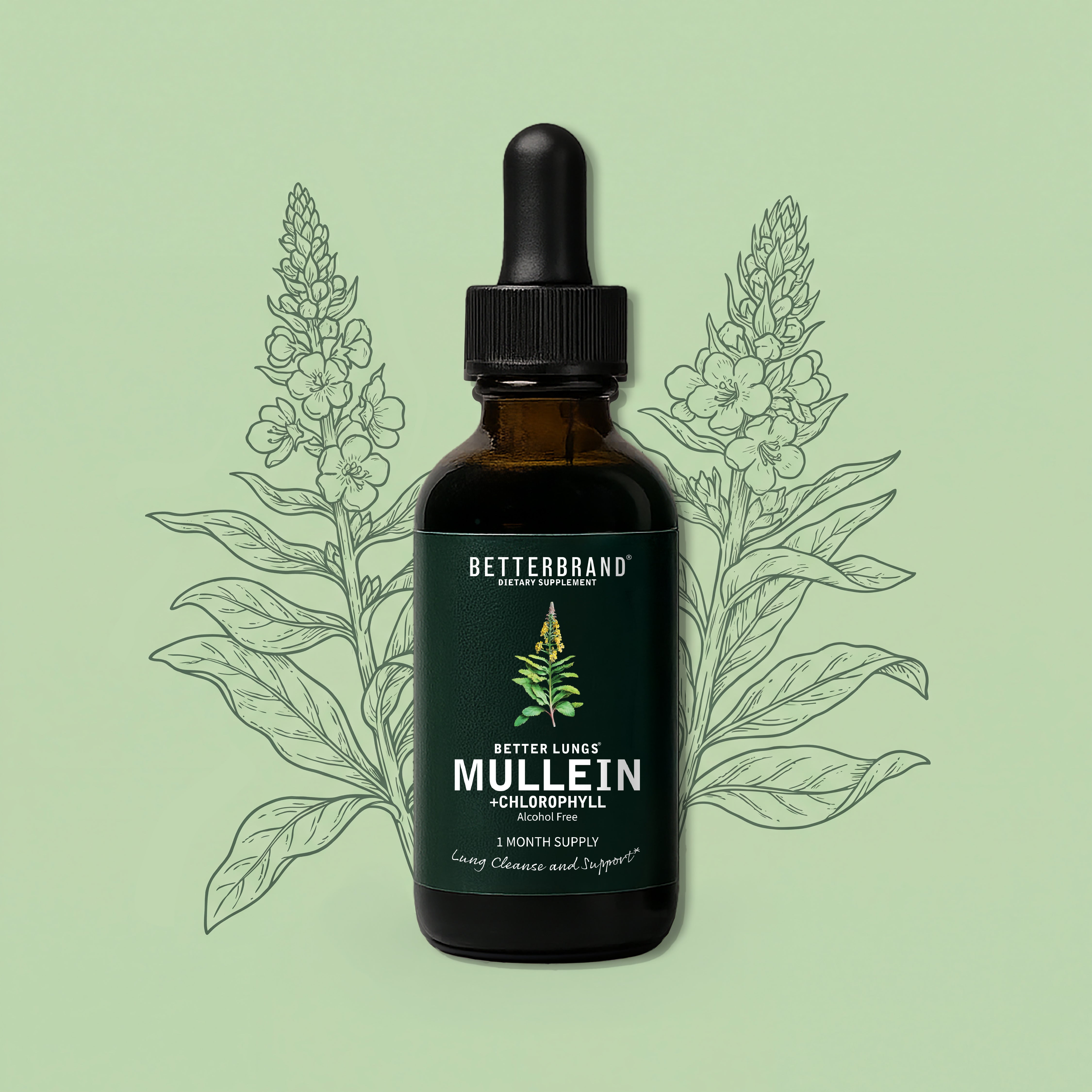 BetterLungs Mullein Tincture - Mullein Leaf Chlorophyll | Breath Support | Betterbrand BetterLungs Mullein Tincture - Mullein Leaf Chlorophyll | Breath Support | Betterbrand