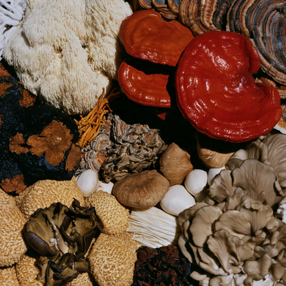 BetterMushrooms®