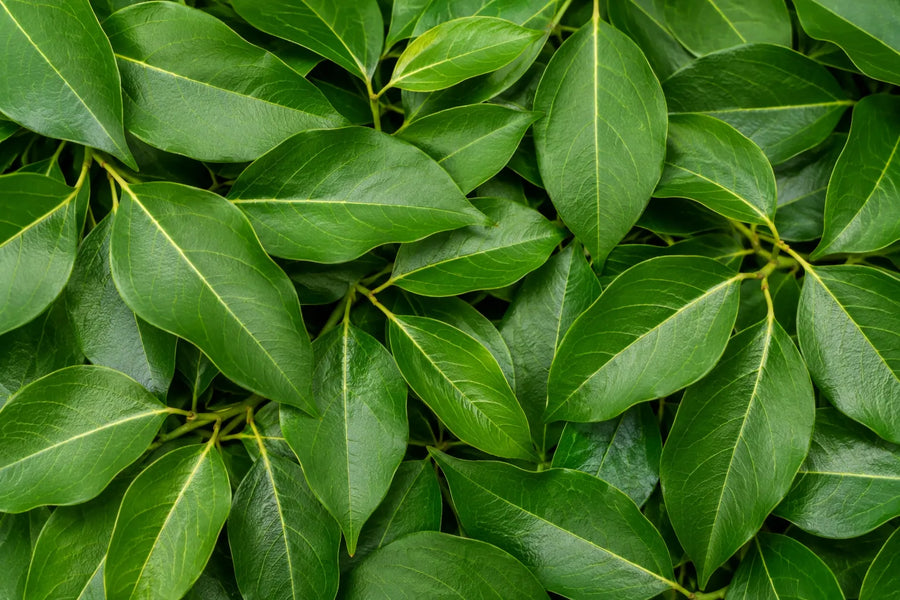 Camphor