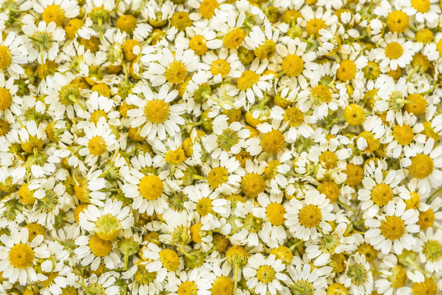 Chamomile