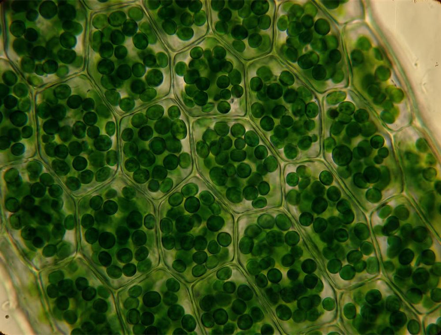 Chlorophyll