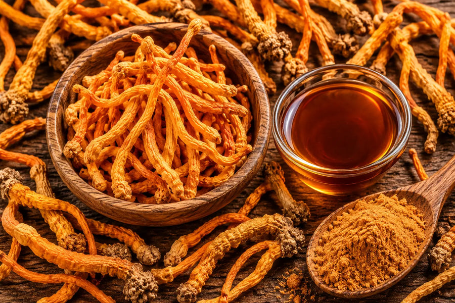 Cordyceps Extract