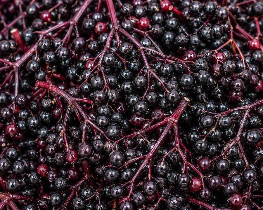 Elderberry