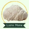 White Lions Mane mushroom with label 'Lions Mane'