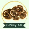 Turkey Tail mushroom with label 'Turkey Tail'