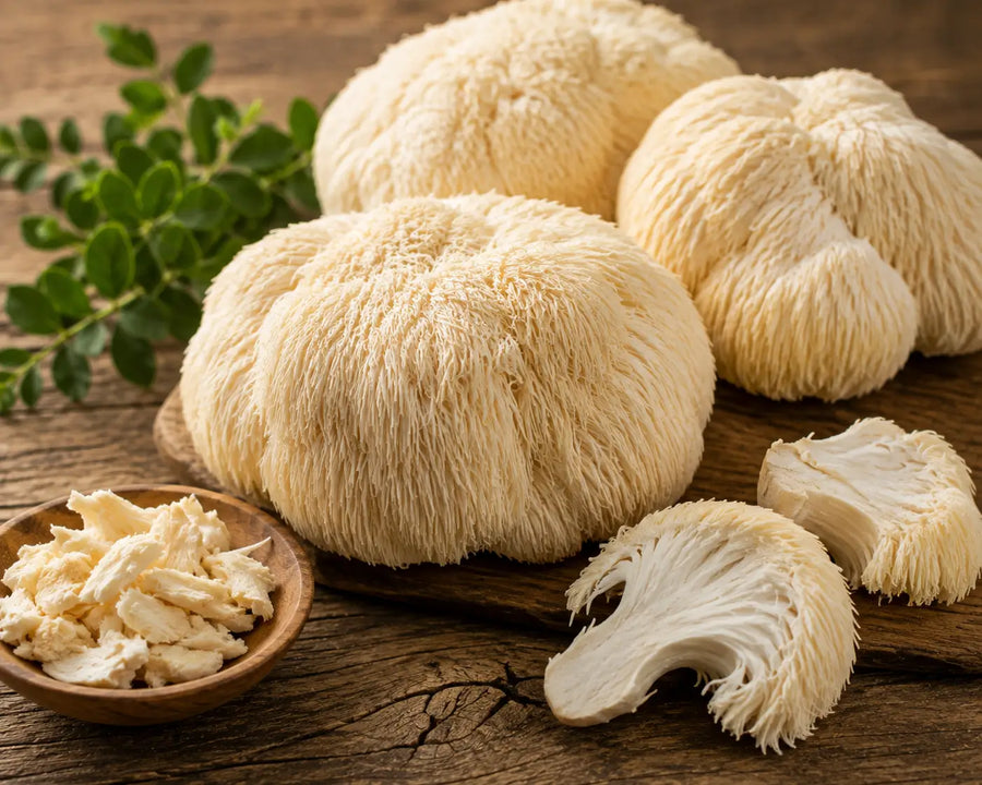 Lion's Mane