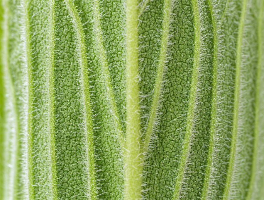 Mullein