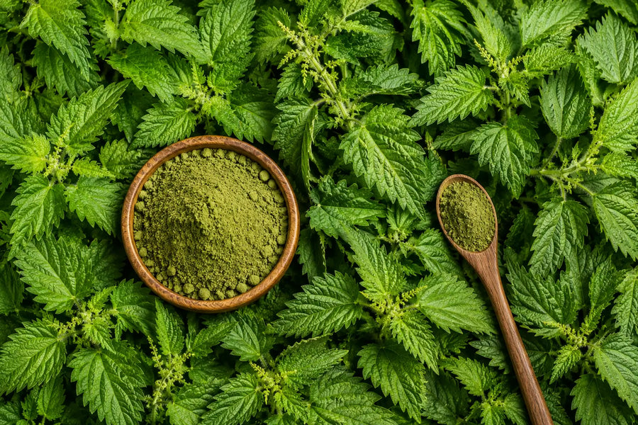 Stinging Nettle Extract