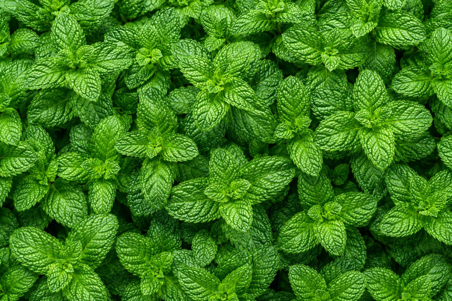 Peppermint