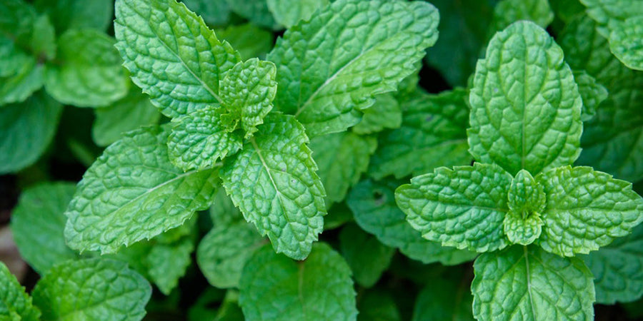 Mint