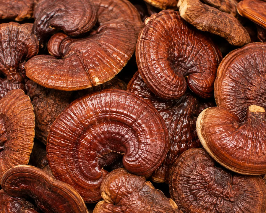 Reishi Mushroom